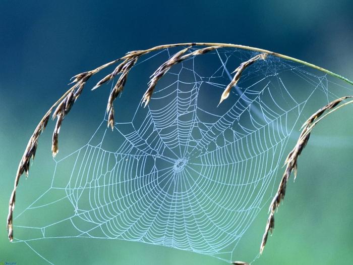 Droominterpretatie: gedroomd van spinnenwebben - waarom?